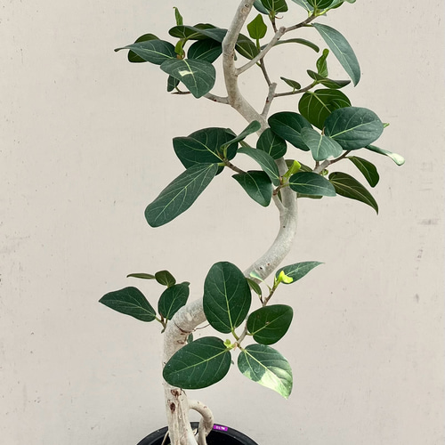 再再々入荷＊大人気の「フィカス ベンガレンシス」曲がり アート