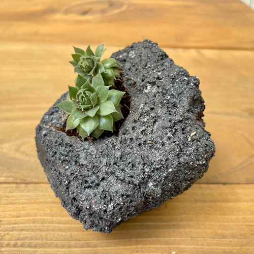 プランター 植木鉢 / 溶岩風 / 左官屋てづくりの一点物 / モルタル造形