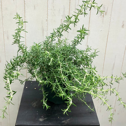その他 Rose marry ハーブ 這性品種 ローズマリー 5号 その他インテリア雑貨 PLANTS SHOP