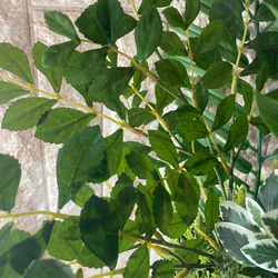 光触媒　人工観葉植物　ウォールグリーン　フェイク　フラワー　マッサンアレンジ865 6枚目の画像