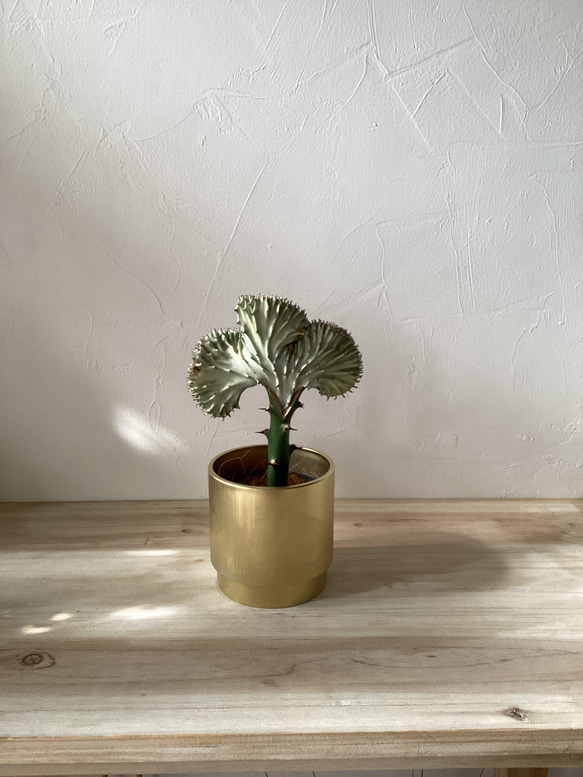 ユーフォルビアマハラジャ　クイーンマハラジャ　観葉植物　サボテン　グリーン　 2枚目の画像