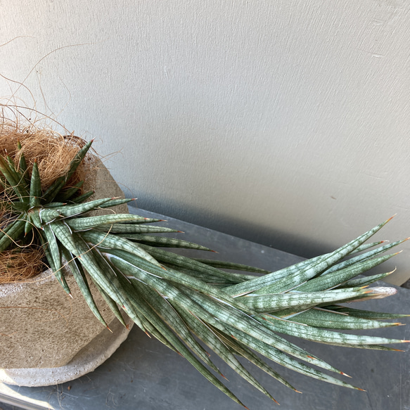 かなり珍しいサンセベリア「フランシー」花芽付き　オシャレな陶器鉢植d(￣ ￣) 5枚目の画像