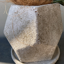 かなり珍しいサンセベリア「フランシー」花芽付き　オシャレな陶器鉢植d(￣ ￣) 4枚目の画像