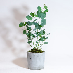 【ベランダで育てる植物】ユーカリ×スナ苔の鉢植え／ザラっとした風合いの湯飲み型モルタル鉢／送料全国一律850円 2枚目の画像