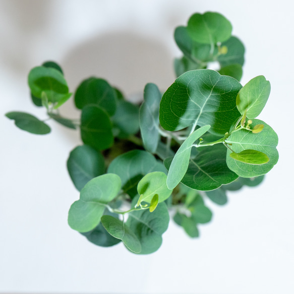 【ベランダで育てる植物】ユーカリ×スナ苔の鉢植え／ザラっとした風合いの湯飲み型モルタル鉢／送料全国一律850円 5枚目の画像