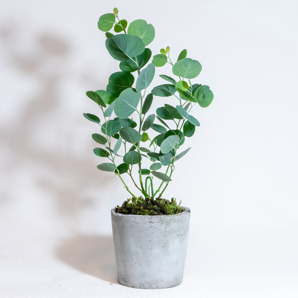 【ベランダで育てる植物】ユーカリ×スナ苔の鉢植え／ザラっとした風合いの湯飲み型モルタル鉢／送料全国一律850円 3枚目の画像