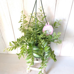 希少種レア珍しい品種 エキスナンサス【ボレロビコローレ】 つる性観葉