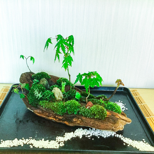 楽天市場】【完成品】10cm ボトルテラリウム 苔テラリウム 苔