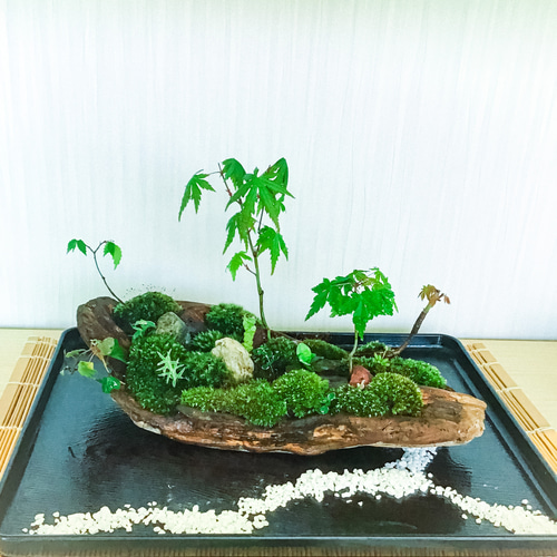 苔テラリウム、苔盆栽、苔盆景(苔島宝船) その他インテリア雑貨