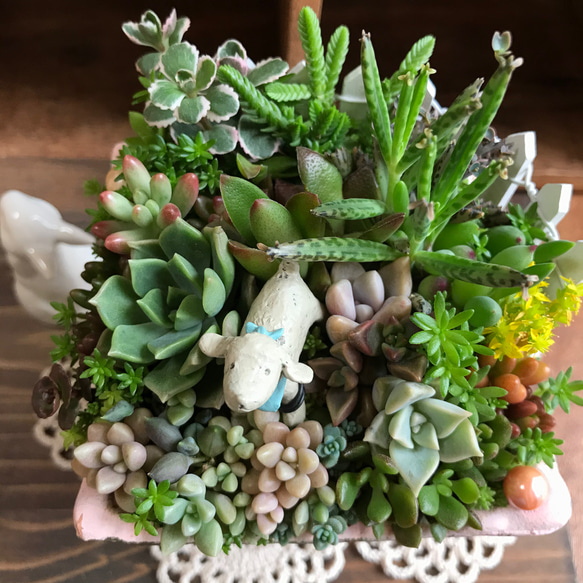 ココニイルヨ＊限定ver.∮多肉植物　寄せ植え∮セダム＊プレゼント＊ハンドメイド ピック＊箱庭＊わんこ＊母の日＊父の日 4枚目の画像