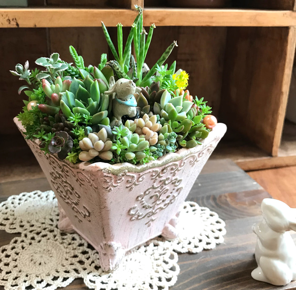 ココニイルヨ＊限定ver.∮多肉植物　寄せ植え∮セダム＊プレゼント＊ハンドメイド ピック＊箱庭＊わんこ＊母の日＊父の日 3枚目の画像