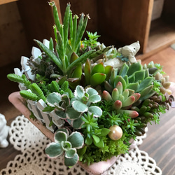 ココニイルヨ＊限定ver.∮多肉植物　寄せ植え∮セダム＊プレゼント＊ハンドメイド ピック＊箱庭＊わんこ＊母の日＊父の日 7枚目の画像