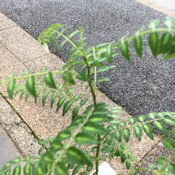 茂り良好！  葉山椒  サンショウ  ポット苗 5枚目の画像