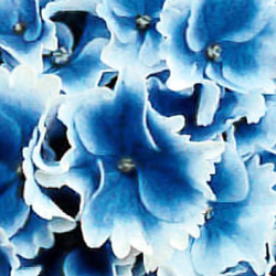 ブルーグラデーション紫陽花ピアスかイヤリング 8枚目の画像