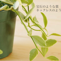 再入荷！宝石のような植物　ディスキディア「エメラルド」7.5センチポット 育てやすいです♬ 3枚目の画像