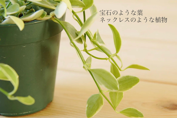 再入荷！宝石のような植物　ディスキディア「エメラルド」7.5センチポット 育てやすいです♬ 3枚目の画像