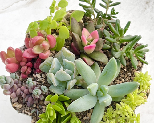 気まぐれ寄せ植え♡＊多肉植物＊根付き＆カット苗 多肉植物 ＊N＊ 通販
