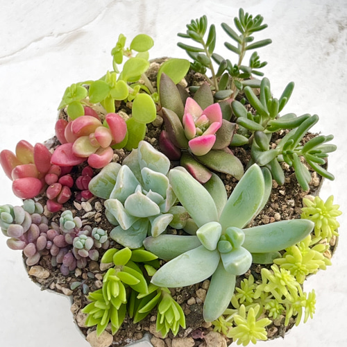 気まぐれ寄せ植え♡＊多肉植物＊根付き＆カット苗 多肉植物 ＊N＊ 通販