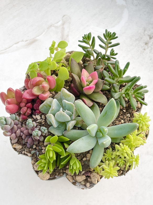 気まぐれ寄せ植え♡＊多肉植物＊根付き＆カット苗 多肉植物 ＊N＊ 通販
