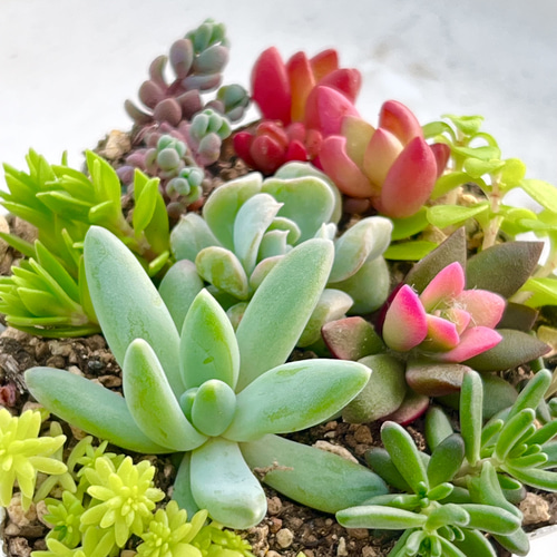 気まぐれ寄せ植え♡＊多肉植物＊根付き＆カット苗 多肉植物 ＊N＊ 通販