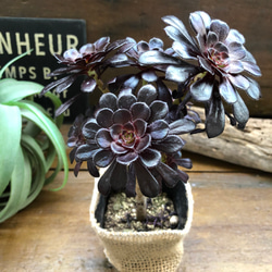 多肉植物　アオエニウム　メデューサ綴化(黒美人) 特大　超美苗　コレクション商品 多肉植物 アオエニウム メデューサ綴化(黒美人) 特大 超美苗