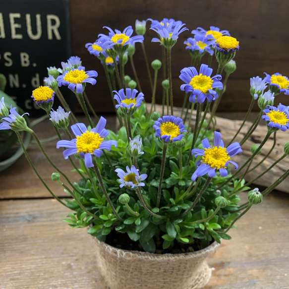 ベリシア♡フェリシア♡花付き抜群♡コンパクト 11枚目の画像