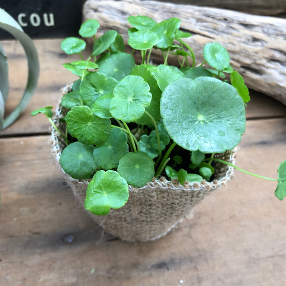 水の中でも育ちます♡ウォーターマッシュルーム♡水生植物♡ずぼらな方に♡ 10枚目の画像