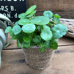 水の中でも育ちます♡ウォーターマッシュルーム♡水生植物♡ずぼらな方に♡ 2枚目の画像