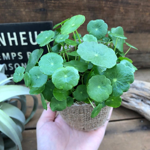 水の中でも育ちます♡ウォーターマッシュルーム♡水生植物♡ずぼらな方に♡ 3枚目の画像