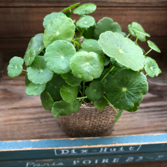 水の中でも育ちます♡ウォーターマッシュルーム♡水生植物♡ずぼらな方に♡ 7枚目の画像