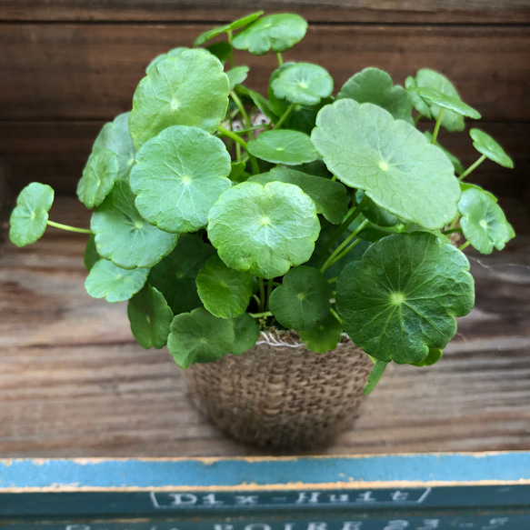 水の中でも育ちます♡ウォーターマッシュルーム♡水生植物♡ずぼらな方に♡ 4枚目の画像