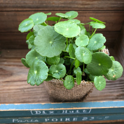 水の中でも育ちます♡ウォーターマッシュルーム♡水生植物♡ずぼらな方に♡ 9枚目の画像