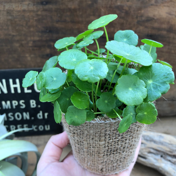 水の中でも育ちます♡ウォーターマッシュルーム♡水生植物♡ずぼらな方に♡ 6枚目の画像