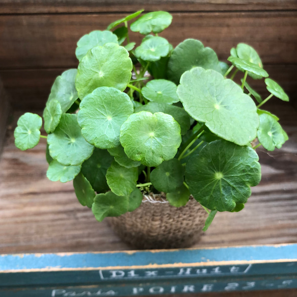 水の中でも育ちます♡ウォーターマッシュルーム♡水生植物♡ずぼらな方に♡ 12枚目の画像