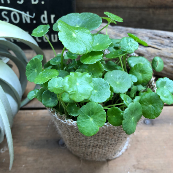 水の中でも育ちます♡ウォーターマッシュルーム♡水生植物♡ずぼらな方に♡ 11枚目の画像