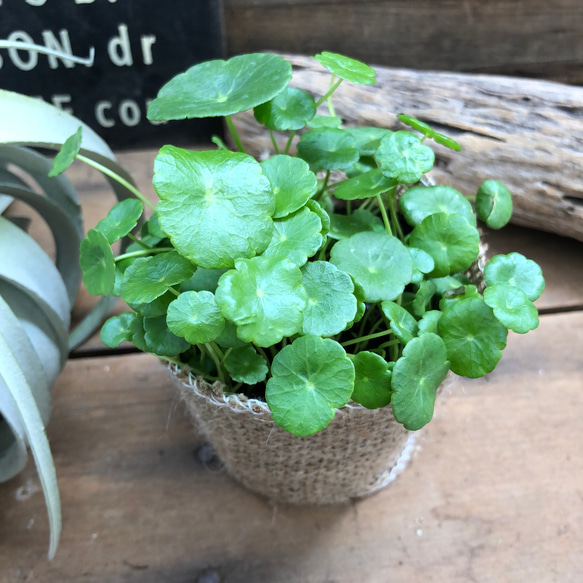 水の中でも育ちます♡ウォーターマッシュルーム♡水生植物♡ずぼらな方に♡ 8枚目の画像