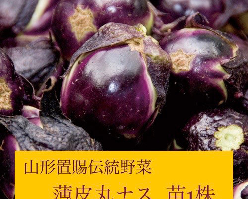 ⭐️山形の野菜⭐️置賜名産 薄皮丸ナス 茄子苗1株 アート