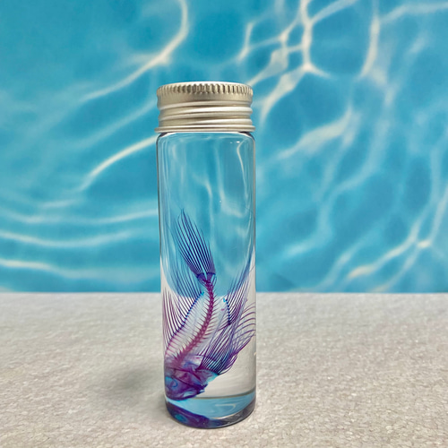 レア】透明標本(ミノカサゴ 全長約70mm) (最良品) その他インテリア