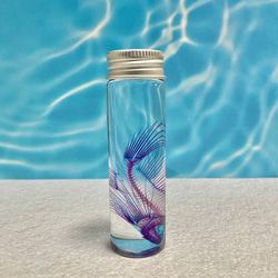 レア】透明標本(ミノカサゴ 全長約70mm) (最良品) その他インテリア