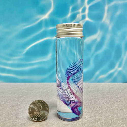 レア】透明標本(ミノカサゴ 全長約70mm) (最良品) その他インテリア