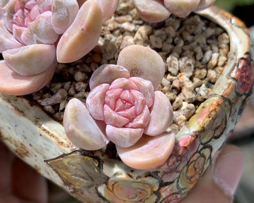 9050238f39ac8711c772b51c3adaf1