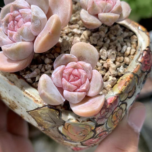 多肉植物 パウダースノーバニー 中心ピンク 抜き苗 5cm 多肉植物 愛 