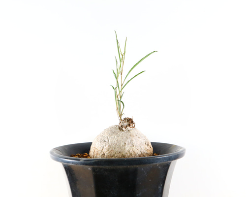 74f2920e0d95fc5ef45bd2c99ee554