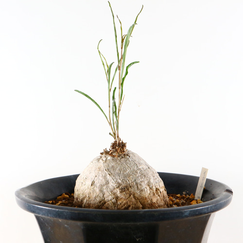 4-17 多肉植物コーデックス イポメア・ホルビー 朝顔のようなピンクの