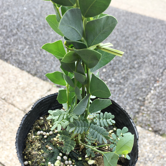 株立ち♡  Acacia cultriformis  三角葉 アカシア     3.5ロングポット 3枚目の画像