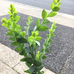 株立ち♡  Acacia cultriformis  三角葉 アカシア     3.5ロングポット 5枚目の画像