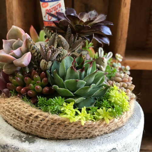 ❤️多肉植物❤️そのまま飾れる寄せ植え❤️垂れ耳うさぎちゃん❤️ ❤️多肉植物❤️そのまま飾れる寄せ植え❤️仲良しうさぎちゃん