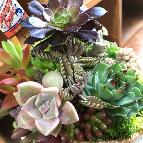 ❤️多肉植物❤️そのまま飾れる寄せ植え❤️垂れ耳うさぎちゃん❤️ 多肉植物 寄せ植え（月兎耳メイン）