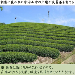 2023年 宇治新茶 新茶 80g 煎茶 茶鑑定士厳選 お茶 家飲み 茶葉 「初摘」 きよ泉 6枚目の画像