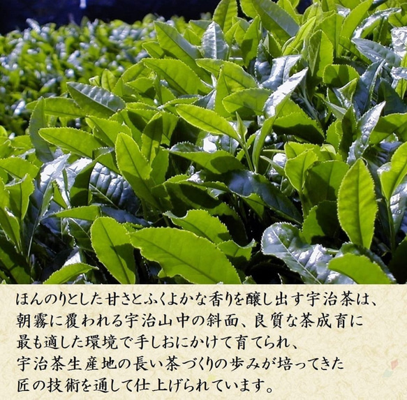 2023年 宇治新茶 新茶 80g 煎茶 茶鑑定士厳選 お茶 家飲み 茶葉 「初摘」 きよ泉 7枚目の画像